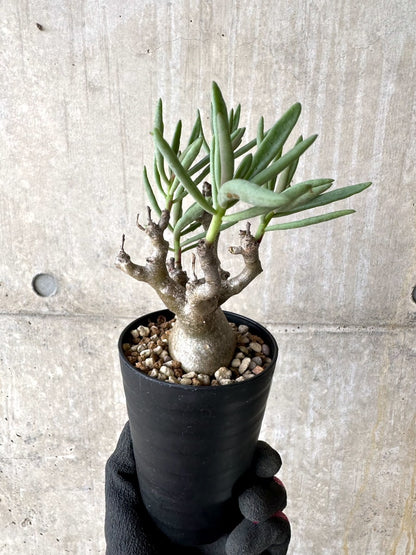 【現品限り】チレコドン・フラギリス【L45】 Tylecodon fragilis