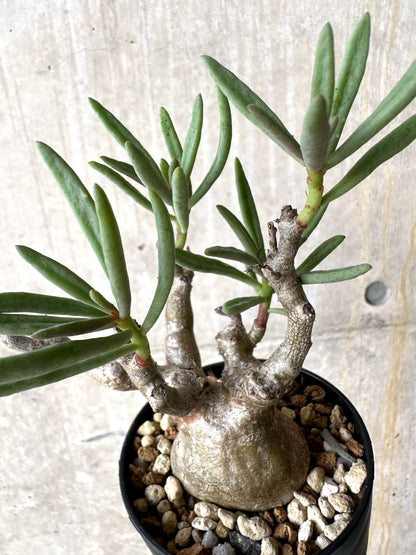 【現品限り】チレコドン・フラギリス【L45】 Tylecodon fragilis