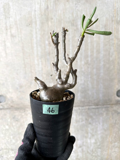 【現品限り】チレコドン・フラギリス【L46】 Tylecodon fragilis