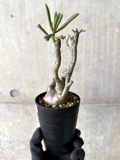 【現品限り】チレコドン・フラギリス【L46】 Tylecodon fragilis