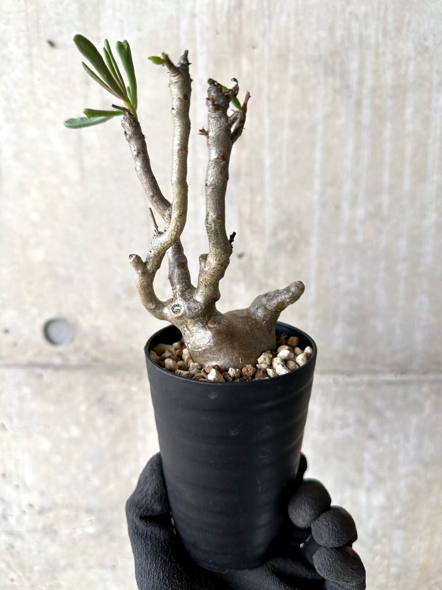 【現品限り】チレコドン・フラギリス【L46】 Tylecodon fragilis