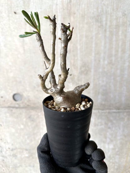 【現品限り】チレコドン・フラギリス【L46】 Tylecodon fragilis