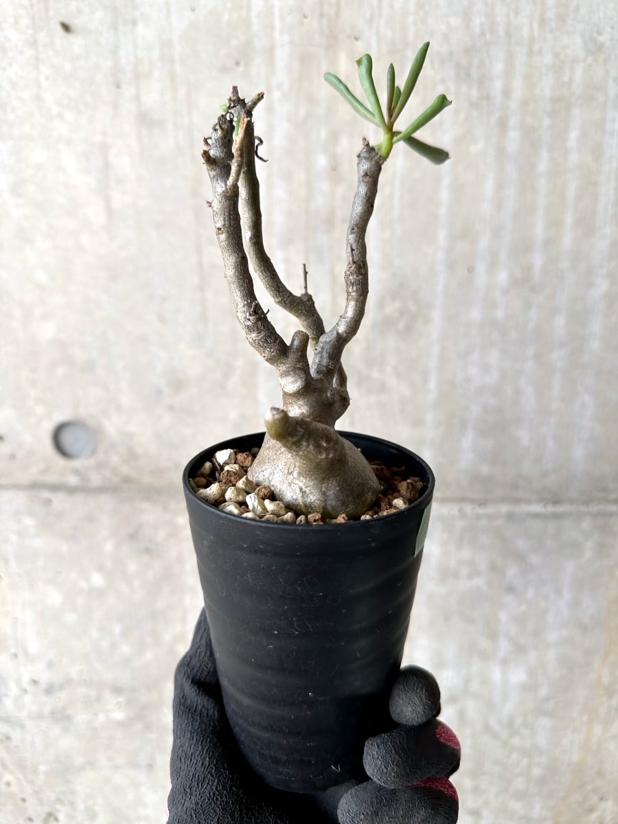 【現品限り】チレコドン・フラギリス【L46】 Tylecodon fragilis