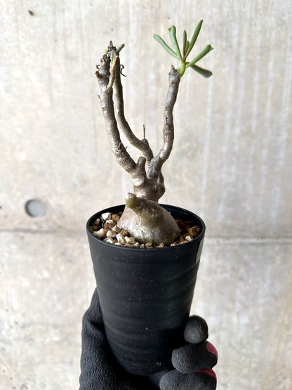 【現品限り】チレコドン・フラギリス【L46】 Tylecodon fragilis