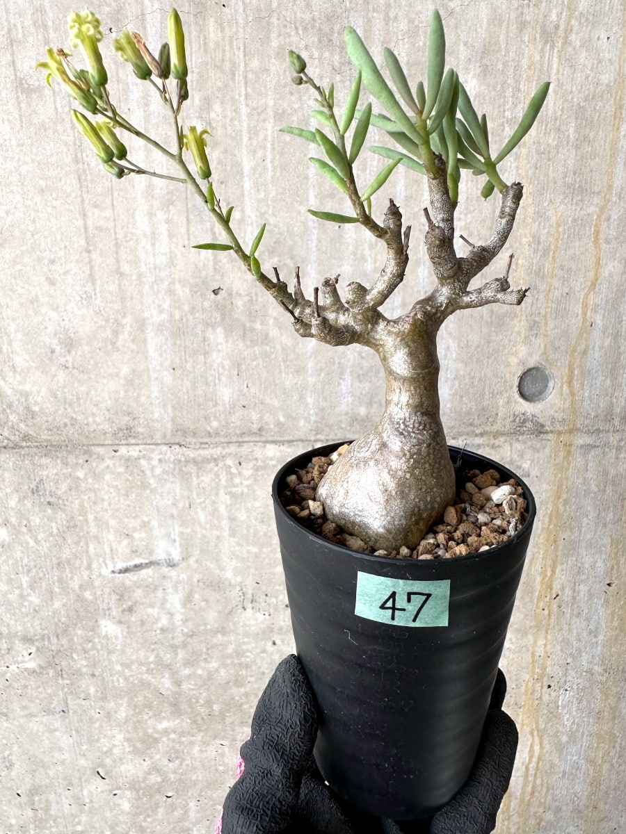 【現品限り】チレコドン・フラギリス【L47】 Tylecodon fragilis