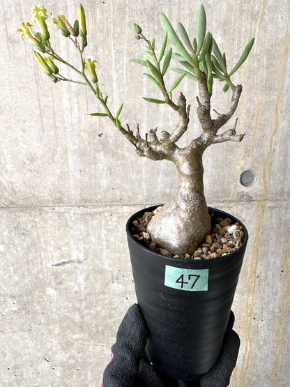 【現品限り】チレコドン・フラギリス【L47】 Tylecodon fragilis