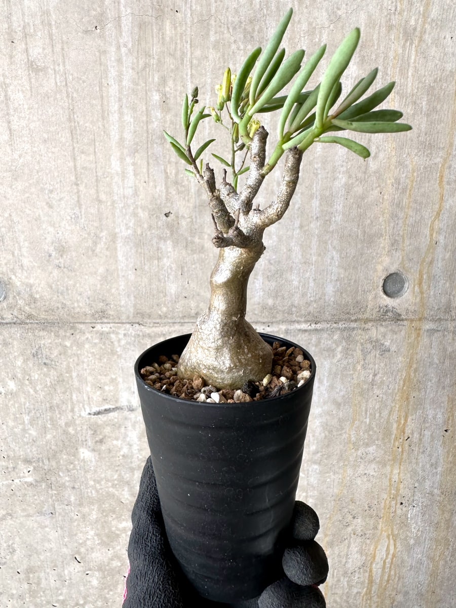 【現品限り】チレコドン・フラギリス【L47】 Tylecodon fragilis