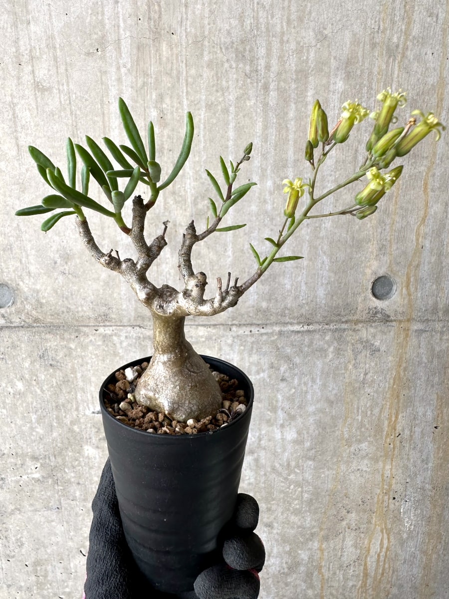 【現品限り】チレコドン・フラギリス【L47】 Tylecodon fragilis