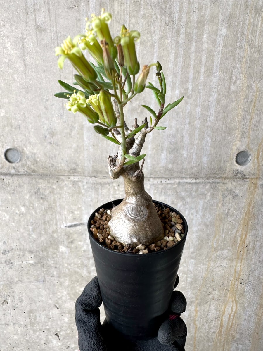 【現品限り】チレコドン・フラギリス【L47】 Tylecodon fragilis