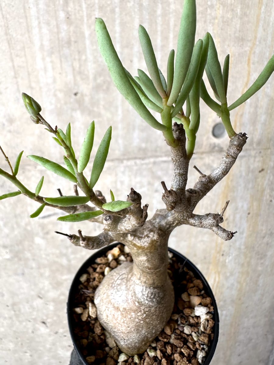 【現品限り】チレコドン・フラギリス【L47】 Tylecodon fragilis