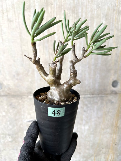 【現品限り】チレコドン・フラギリス【L48】 Tylecodon fragilis