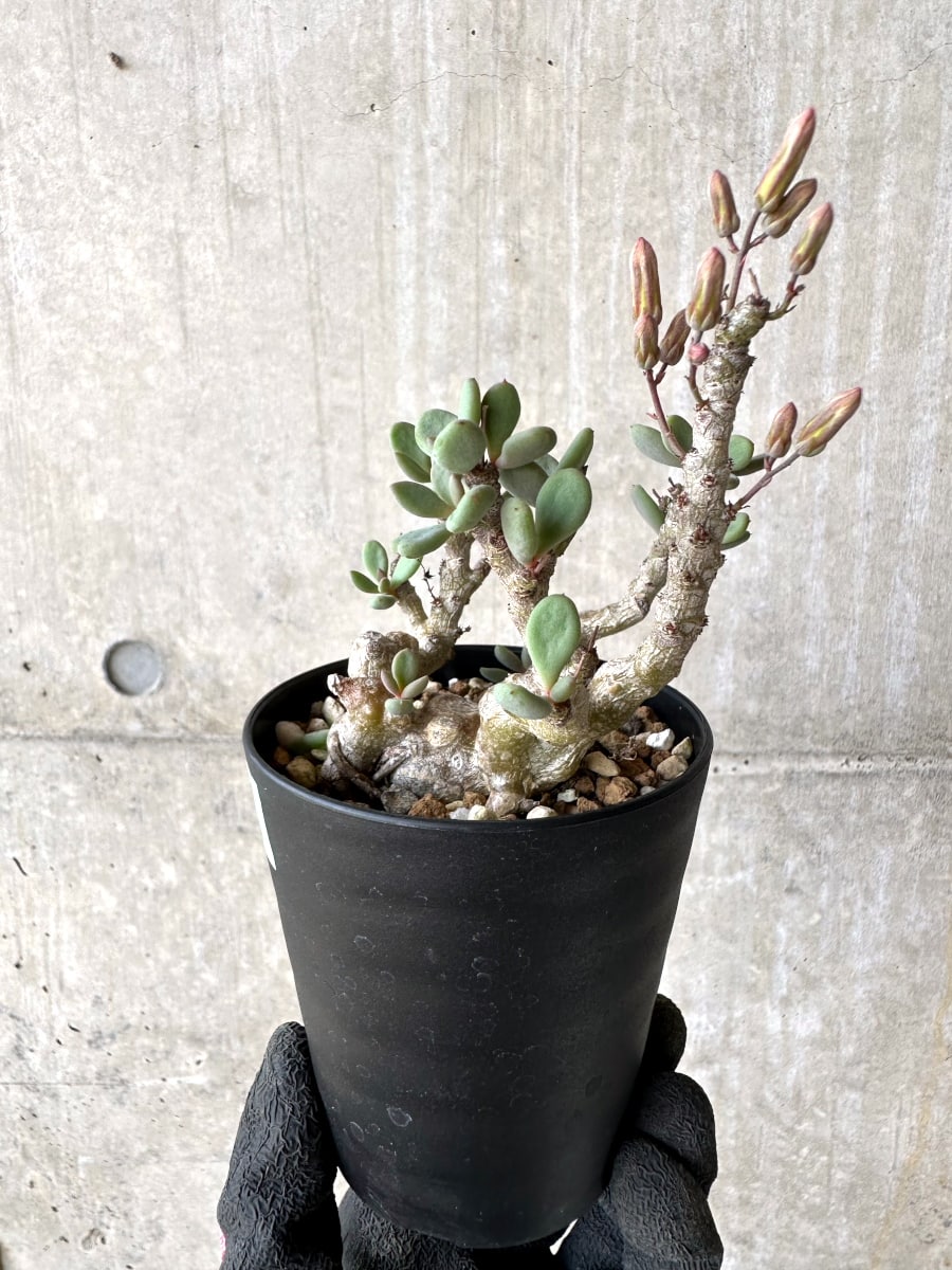 写真2-4枚目！　チレコドン　ポドレイアエ　多肉植物　塊根植物　実生 現品限り】チレコドン デシピエンス【L49】 Tylecodon decipiens 塊根