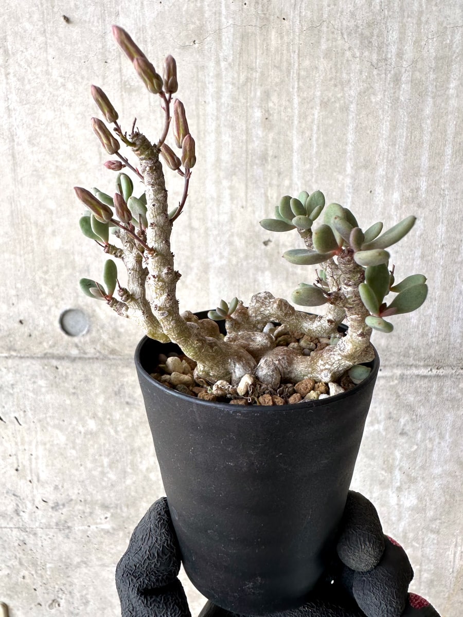 【現品限り】チレコドン デシピエンス【L49】 Tylecodon decipiens
