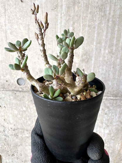 【現品限り】チレコドン デシピエンス【L49】 Tylecodon decipiens