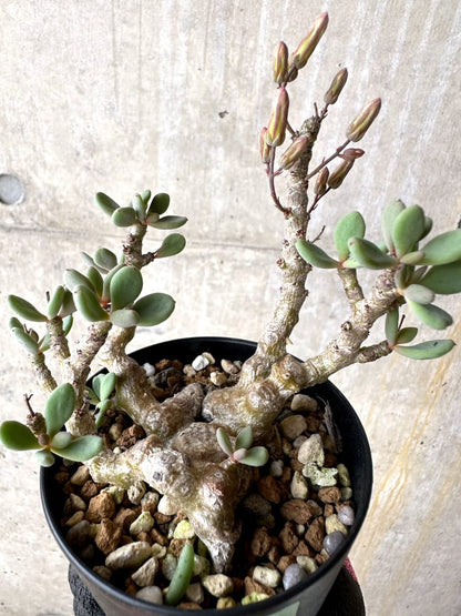 【現品限り】チレコドン デシピエンス【L49】 Tylecodon decipiens
