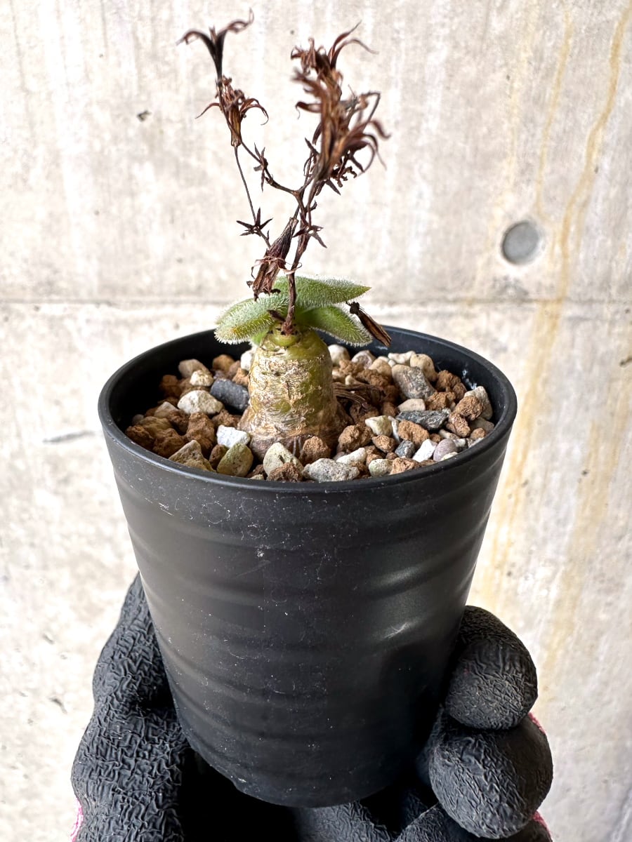 【現品限り】チレコドン・ノルティ【L4】 Tylecodon nolteei