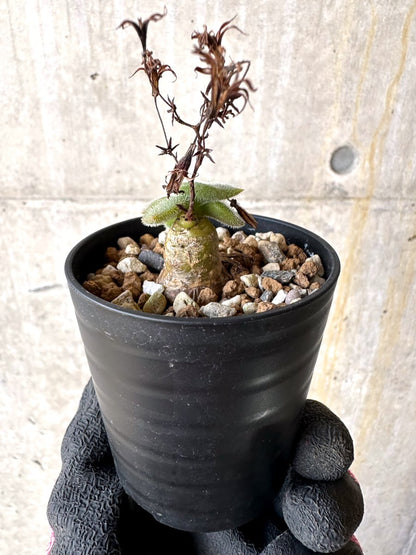 【現品限り】チレコドン・ノルティ【L4】 Tylecodon nolteei