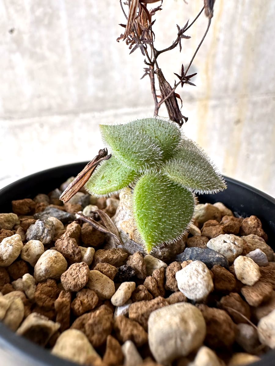 【現品限り】チレコドン・ノルティ【L4】 Tylecodon nolteei