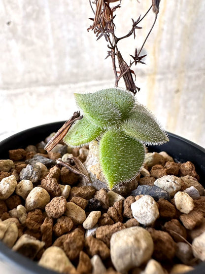 【現品限り】チレコドン・ノルティ【L4】 Tylecodon nolteei