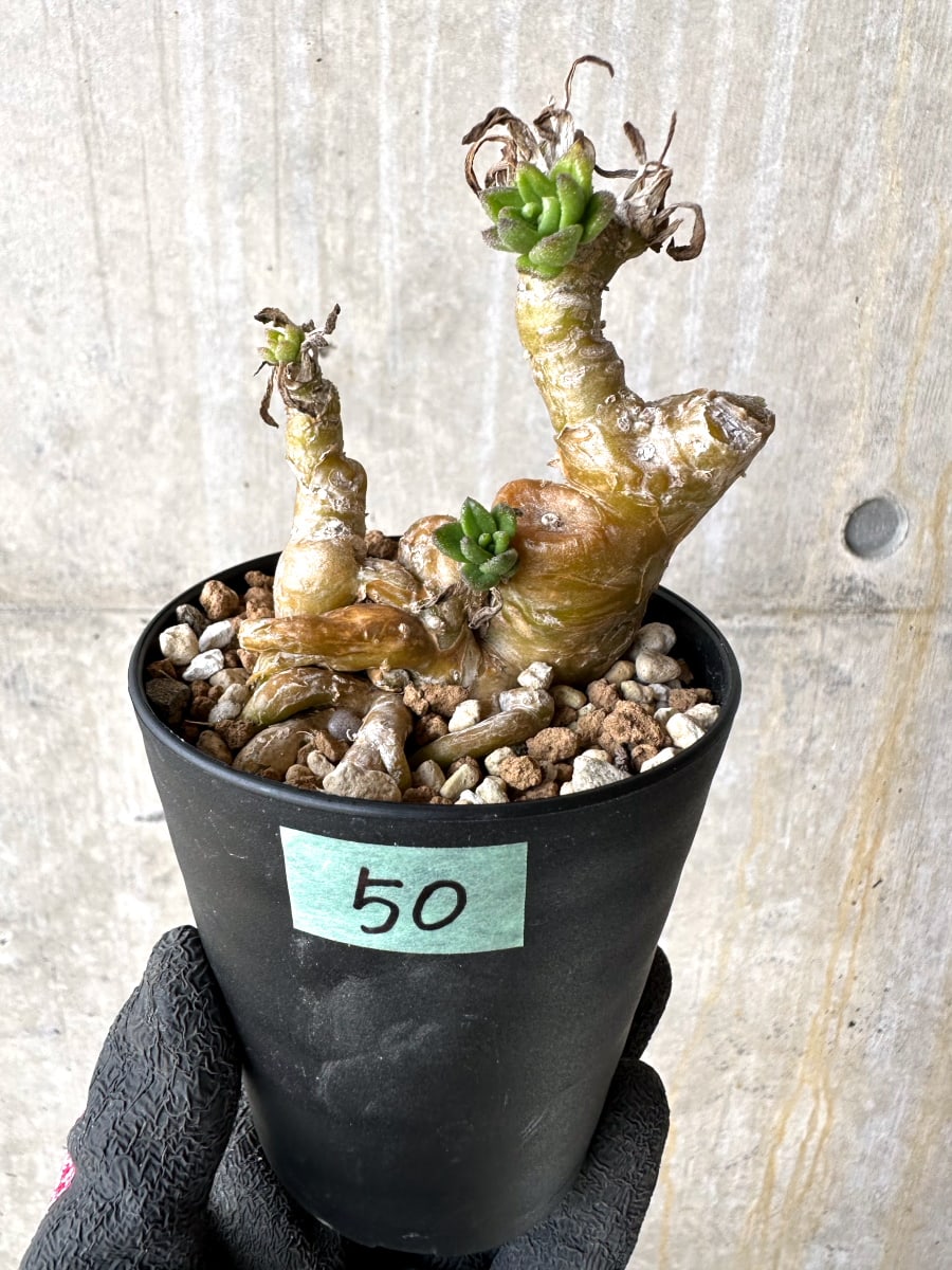 【現品限り】チレコドン・ラケモサス【L50】 Tylecodon racemosus
