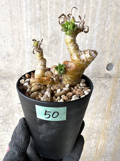 【現品限り】チレコドン・ラケモサス【L50】 Tylecodon racemosus