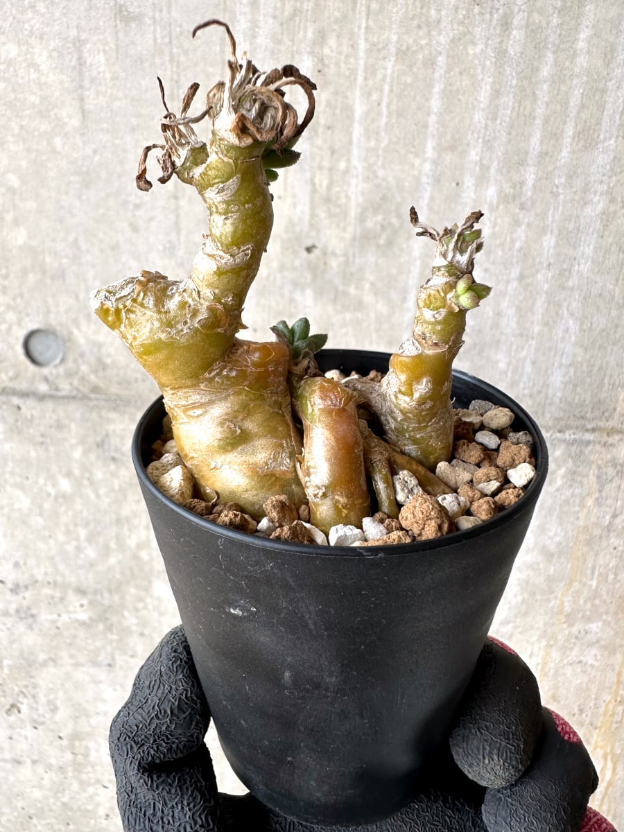 【現品限り】チレコドン・ラケモサス【L50】 Tylecodon racemosus