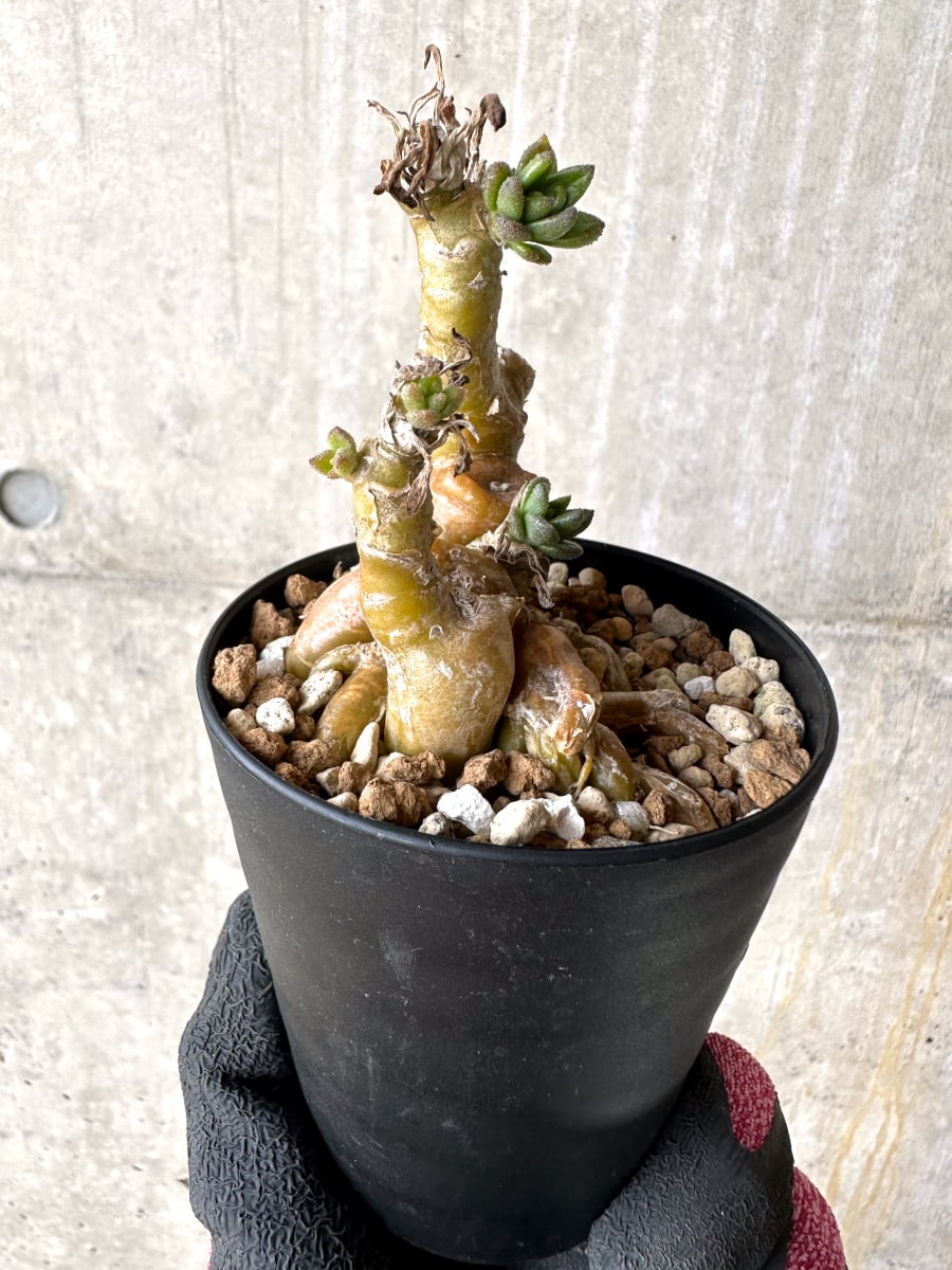 【現品限り】チレコドン・ラケモサス【L50】 Tylecodon racemosus
