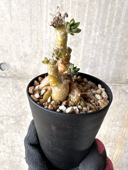 【現品限り】チレコドン・ラケモサス【L50】 Tylecodon racemosus