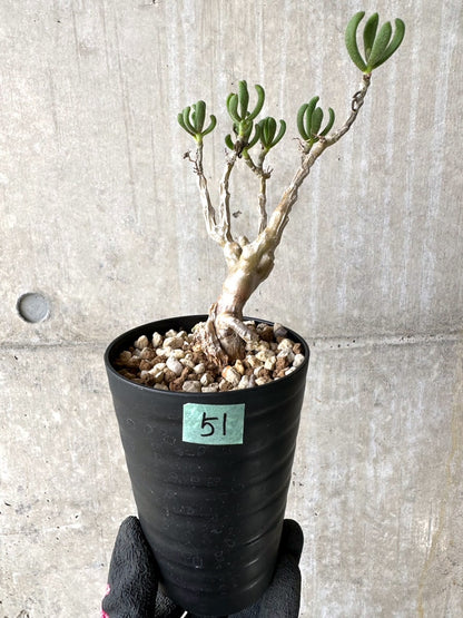 【現品限り】チレコドン・ピグマエウス【L51】 Tylecodon pygmaeus