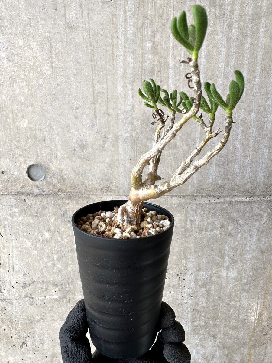 【現品限り】チレコドン・ピグマエウス【L51】 Tylecodon pygmaeus