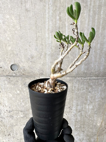 【現品限り】チレコドン・ピグマエウス【L51】 Tylecodon pygmaeus