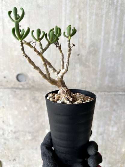 【現品限り】チレコドン・ピグマエウス【L51】 Tylecodon pygmaeus