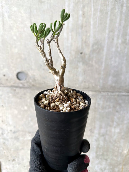 【現品限り】チレコドン・ピグマエウス【L51】 Tylecodon pygmaeus