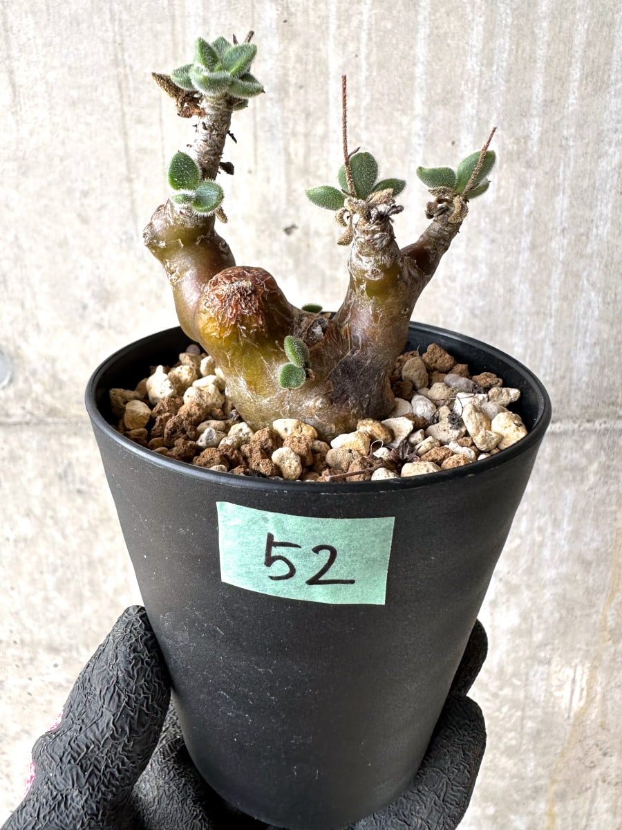 【現品限り】チレコドン・レウコスリクス【L52】 Tylecodon leucothrix