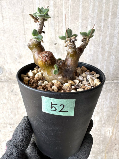 【現品限り】チレコドン・レウコスリクス【L52】 Tylecodon leucothrix