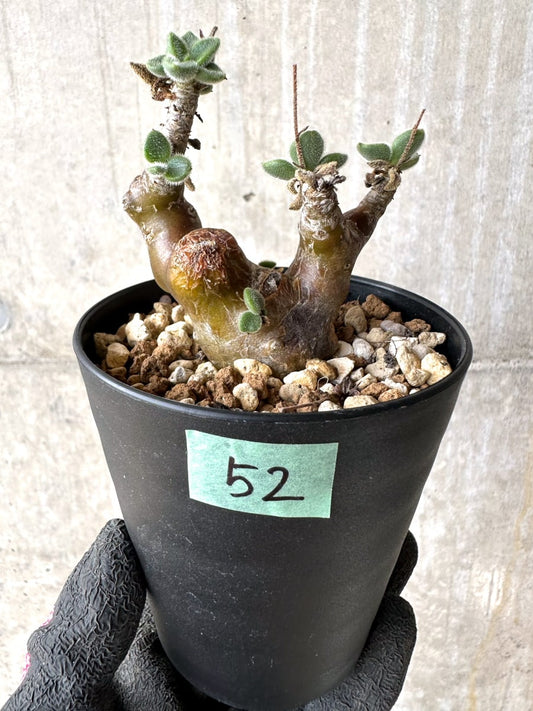 【現品限り】チレコドン・レウコスリクス【L52】 Tylecodon leucothrix