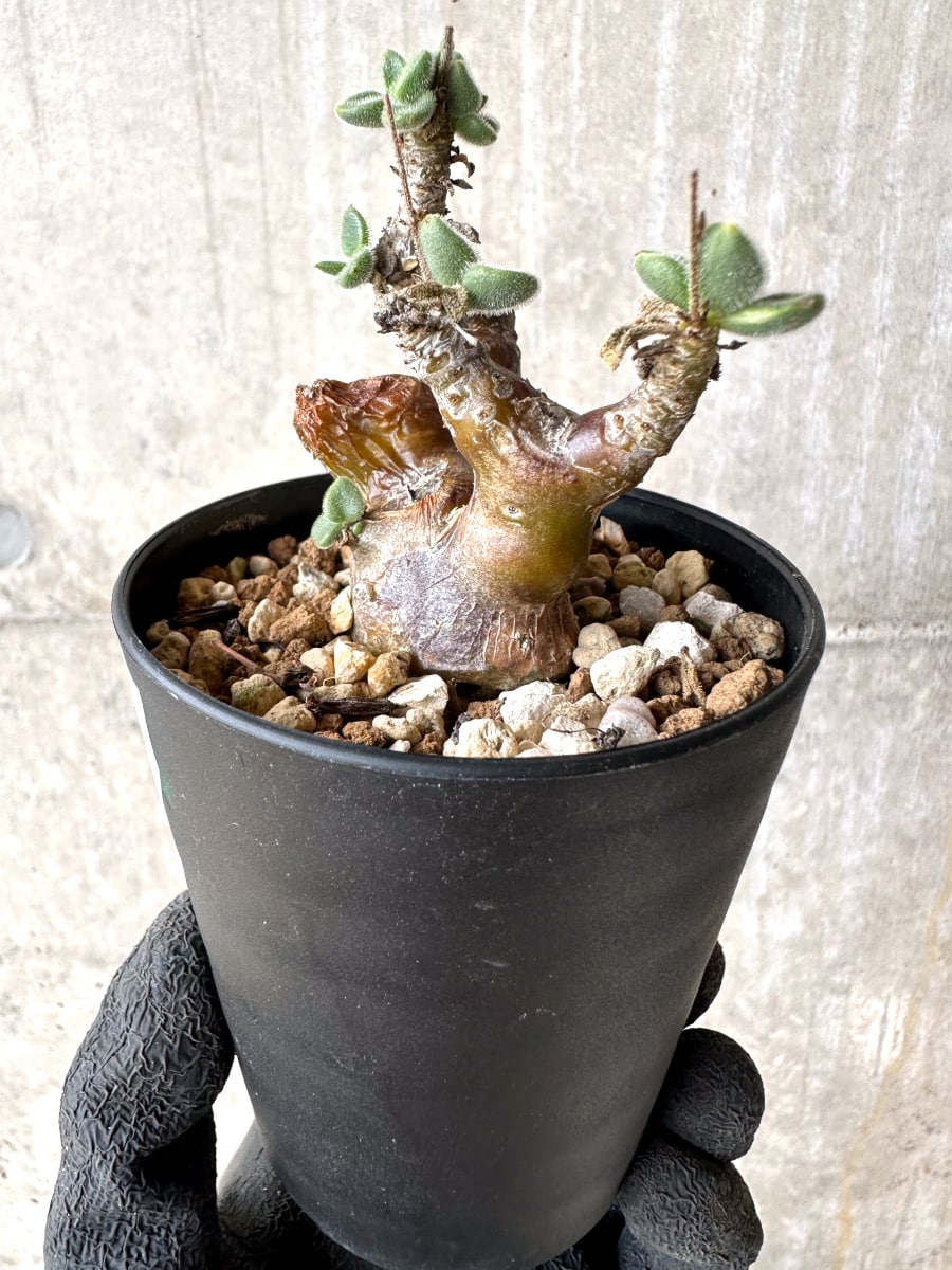 【現品限り】チレコドン・レウコスリクス【L52】 Tylecodon leucothrix