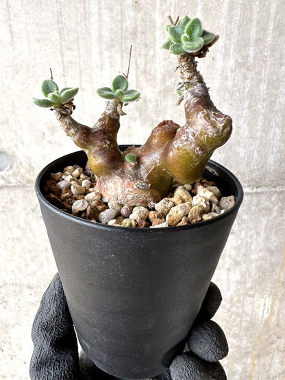 【現品限り】チレコドン・レウコスリクス【L52】 Tylecodon leucothrix