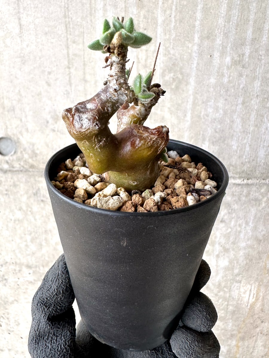 【現品限り】チレコドン・レウコスリクス【L52】 Tylecodon leucothrix