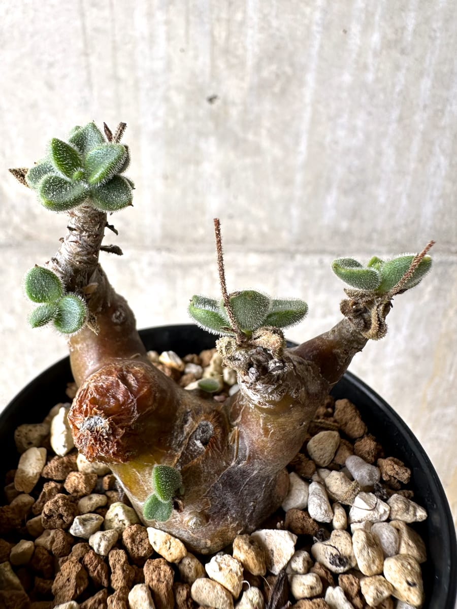 【現品限り】チレコドン・レウコスリクス【L52】 Tylecodon leucothrix