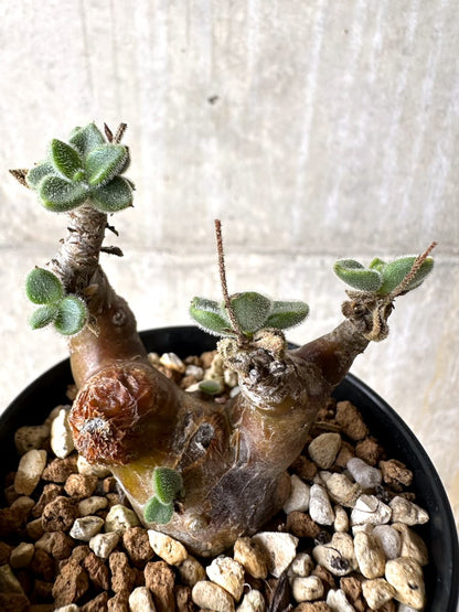 【現品限り】チレコドン・レウコスリクス【L52】 Tylecodon leucothrix