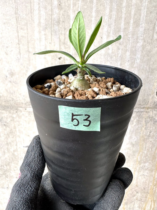 【現品限り】パキポディウム・ビスピノーサム【L53】 Pachypodium bispinosum