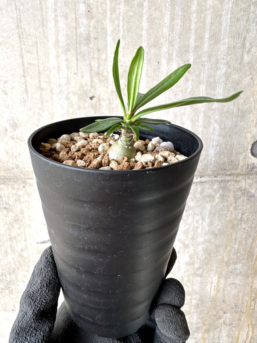 【現品限り】パキポディウム・ビスピノーサム【L53】 Pachypodium bispinosum