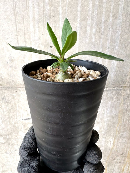 【現品限り】パキポディウム・ビスピノーサム【L53】 Pachypodium bispinosum