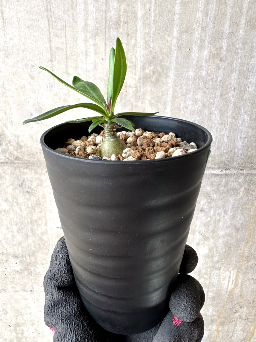 【現品限り】パキポディウム・ビスピノーサム【L53】 Pachypodium bispinosum