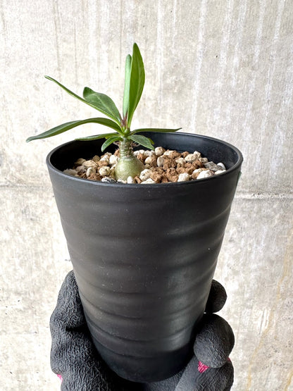 【現品限り】パキポディウム・ビスピノーサム【L53】 Pachypodium bispinosum