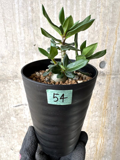 【現品限り】パキポディウム・ビスピノーサム【L54】 Pachypodium bispinosum