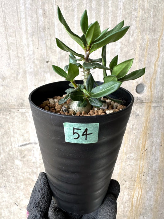 【現品限り】パキポディウム・ビスピノーサム【L54】 Pachypodium bispinosum