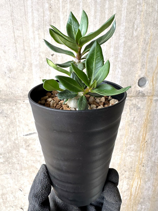 【現品限り】パキポディウム・ビスピノーサム【L54】 Pachypodium bispinosum