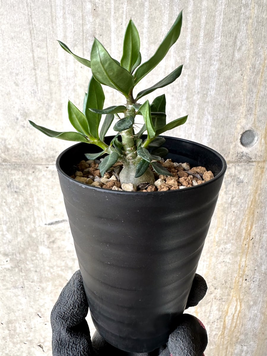 【現品限り】パキポディウム・ビスピノーサム【L54】 Pachypodium bispinosum